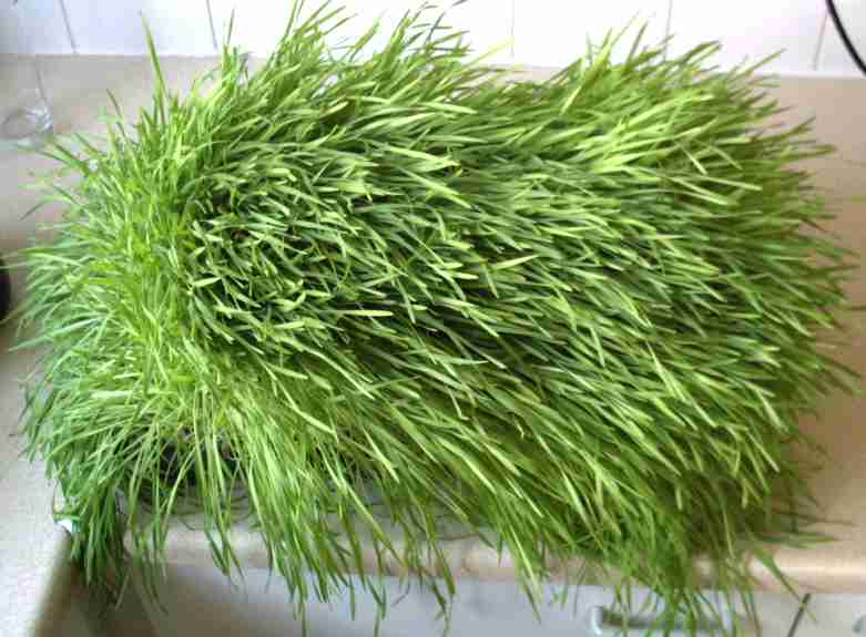 Tray of wheatgrass